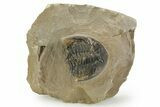 Bargain, Hollardops Trilobite - Foum Zguid, Morocco #363176-2